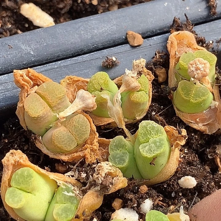 23537双头蜡笔小新一颗