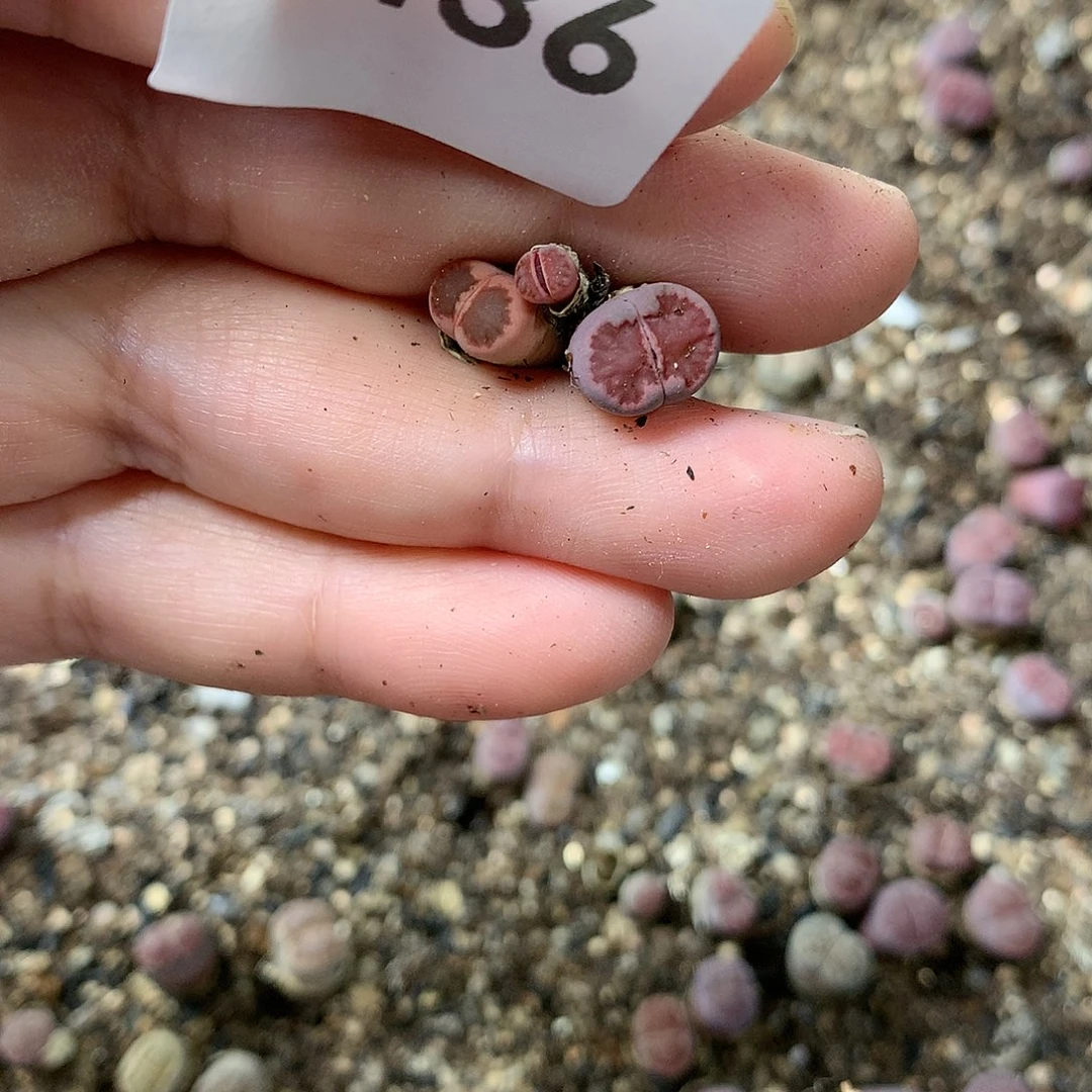 俏*吖G436多肉植物保护