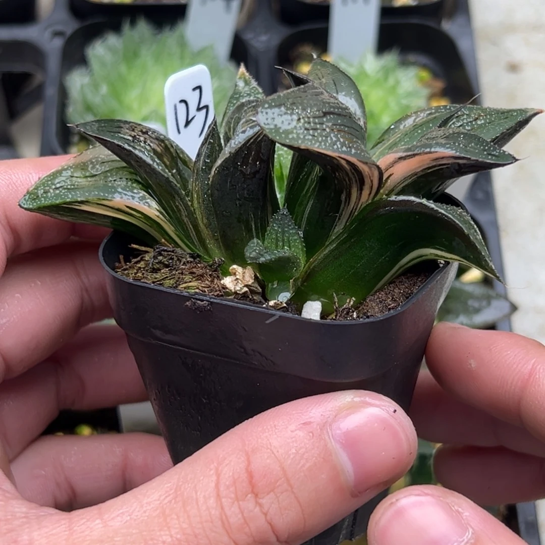 123茜云寿锦。。。。。