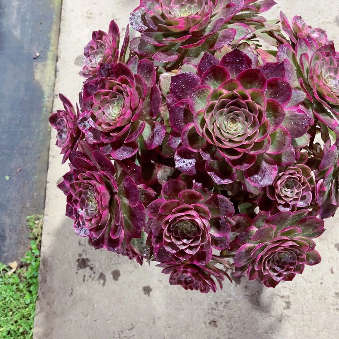 莲花座法师多肉植物