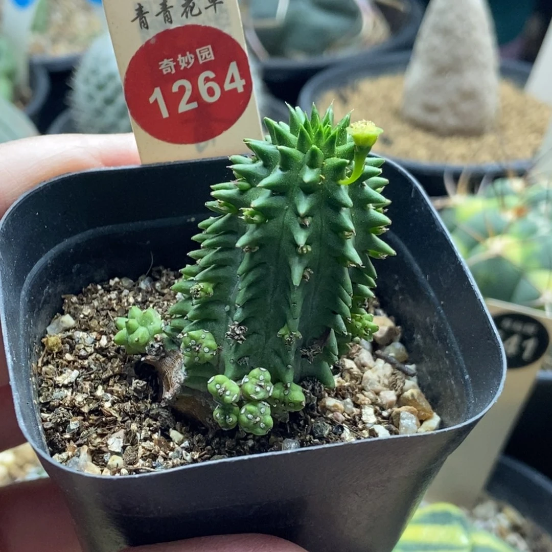 自根海胆大戟群一颗仙人球