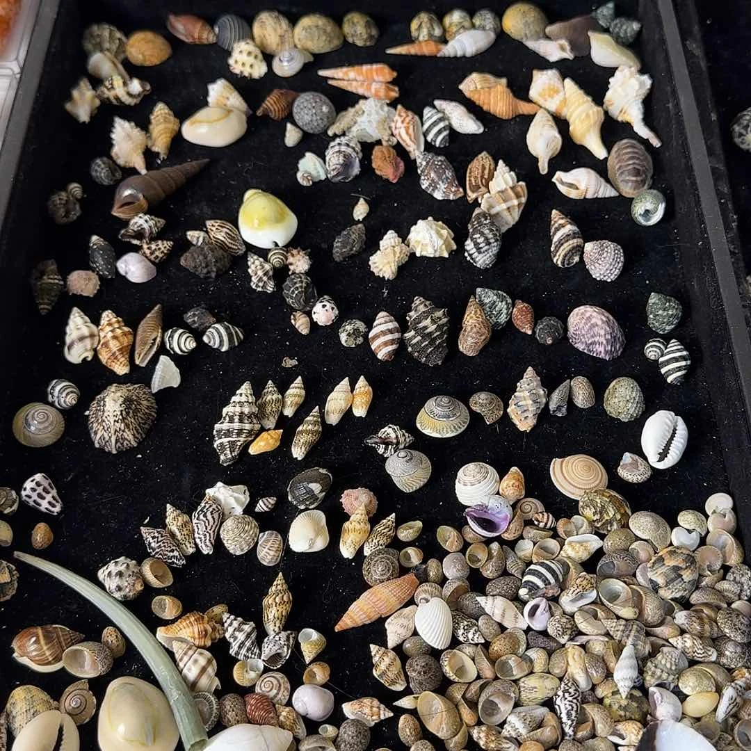 落*.天然贝壳海螺批发零售