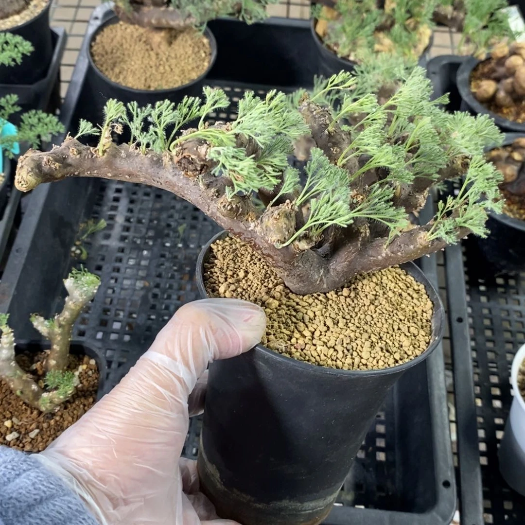 黑皮月界多肉植物