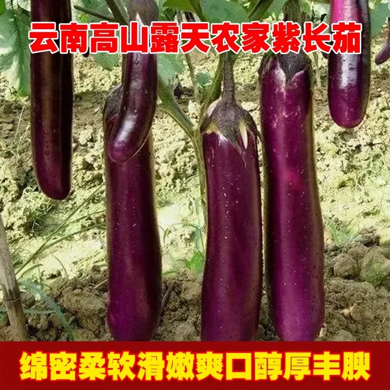 云南紫黑长茄子高原农家长茄子新鲜自种大茄子