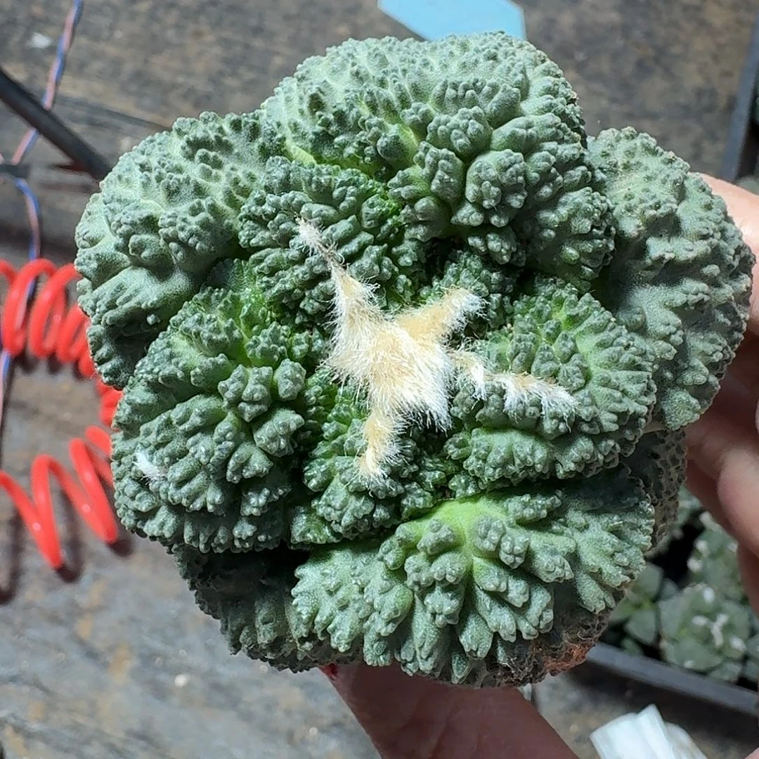 无花朵大尤菜花牡丹489