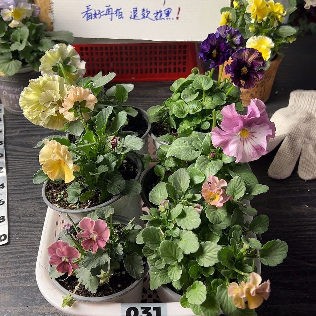 大部分花苞少量开放031号