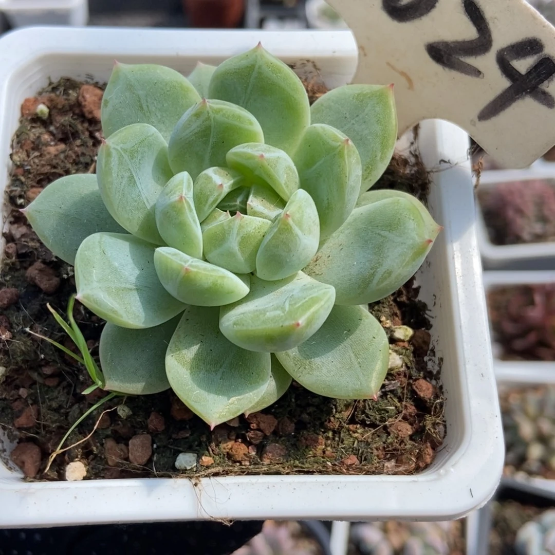 2024雪花珍妮多肉植物保护