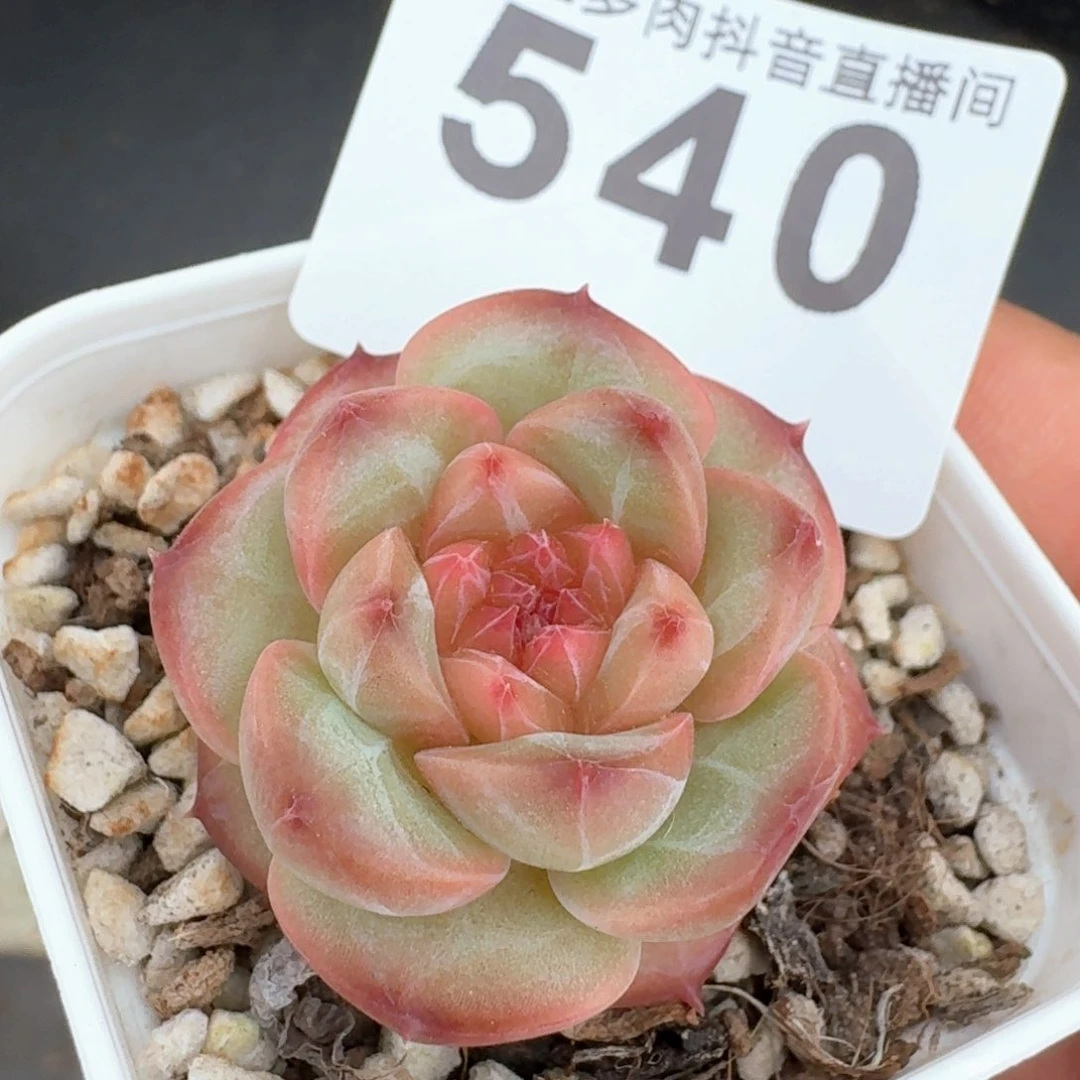 琥珀         多肉植物