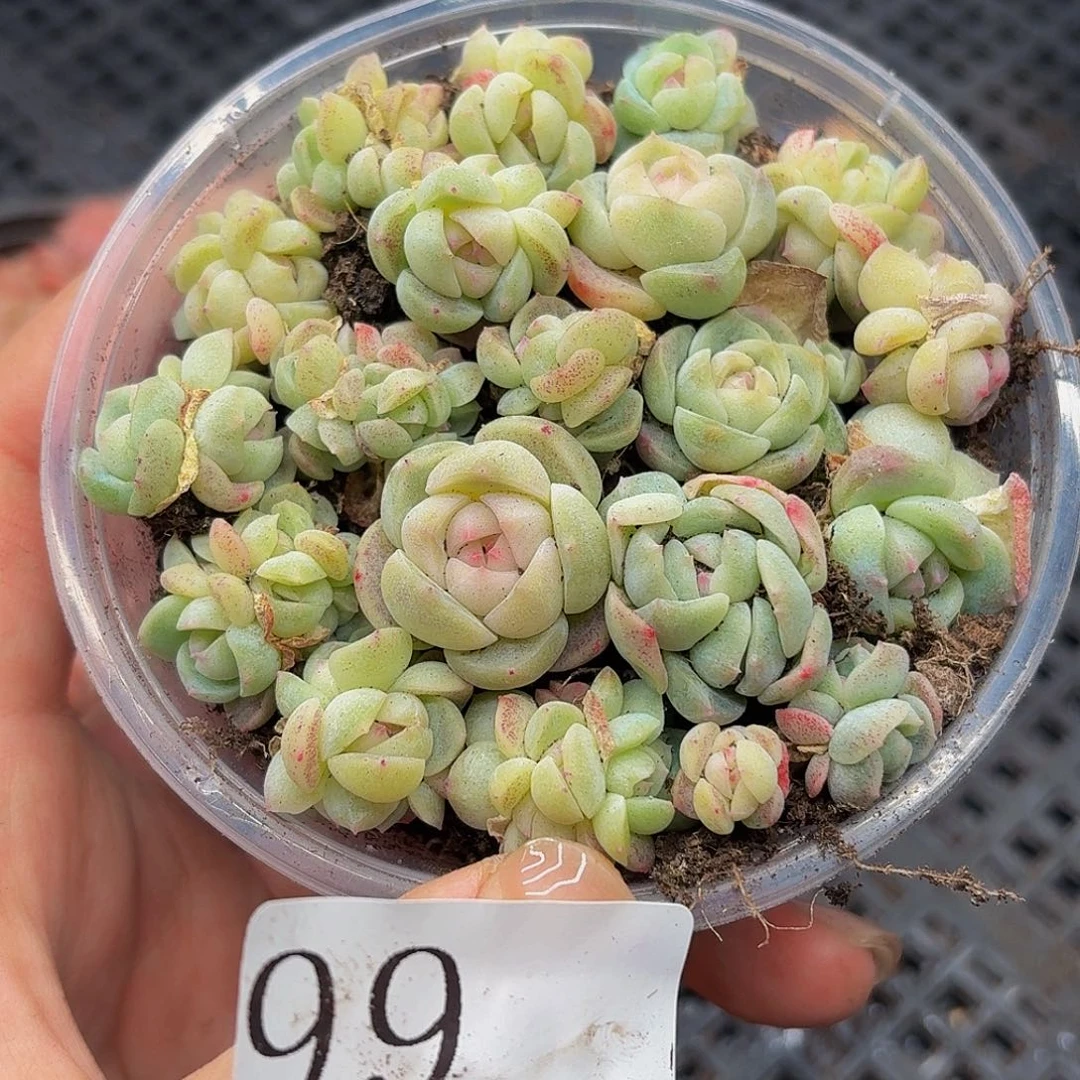 多肉植物多肉植物99