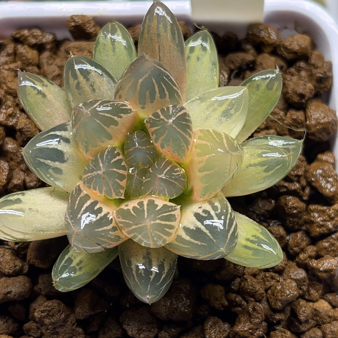 211糊斑艳肌龙爪玉露锦福利专场