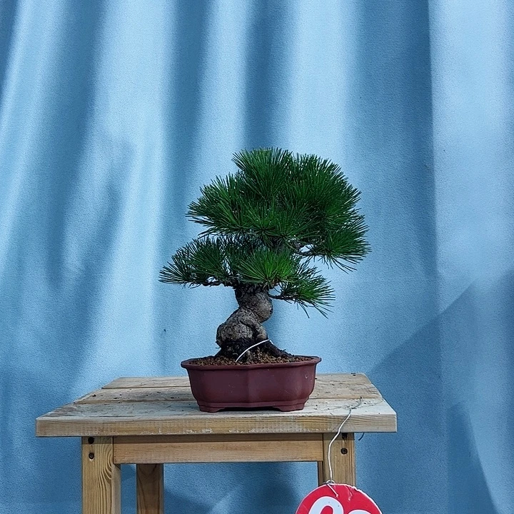 庆***6无花朵老桩三河黑松精品