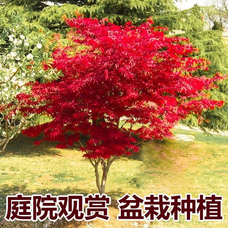 红枫苗三季红庭院花园景观树彩叶树种可地栽盆栽