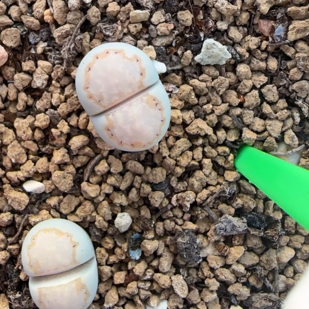 004二蜕饼干216大棚直播