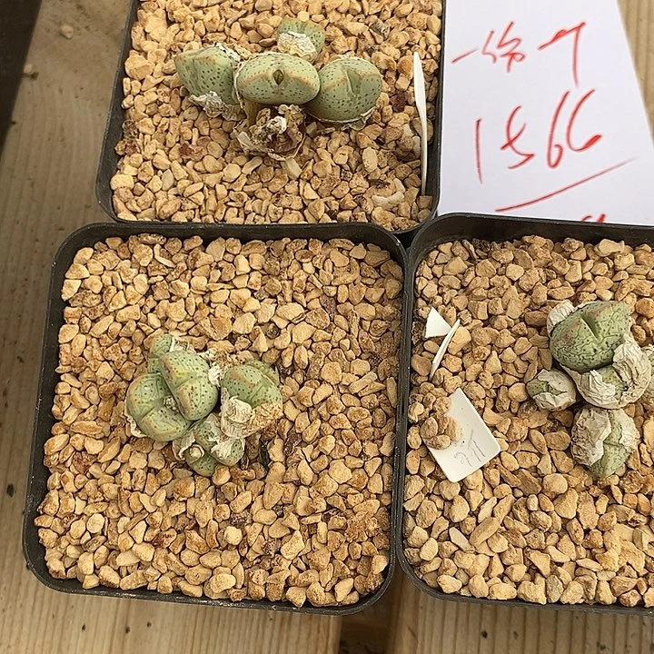 1566紫式部一群。