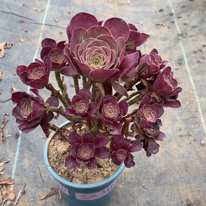 魅金玫瑰多肉植物023