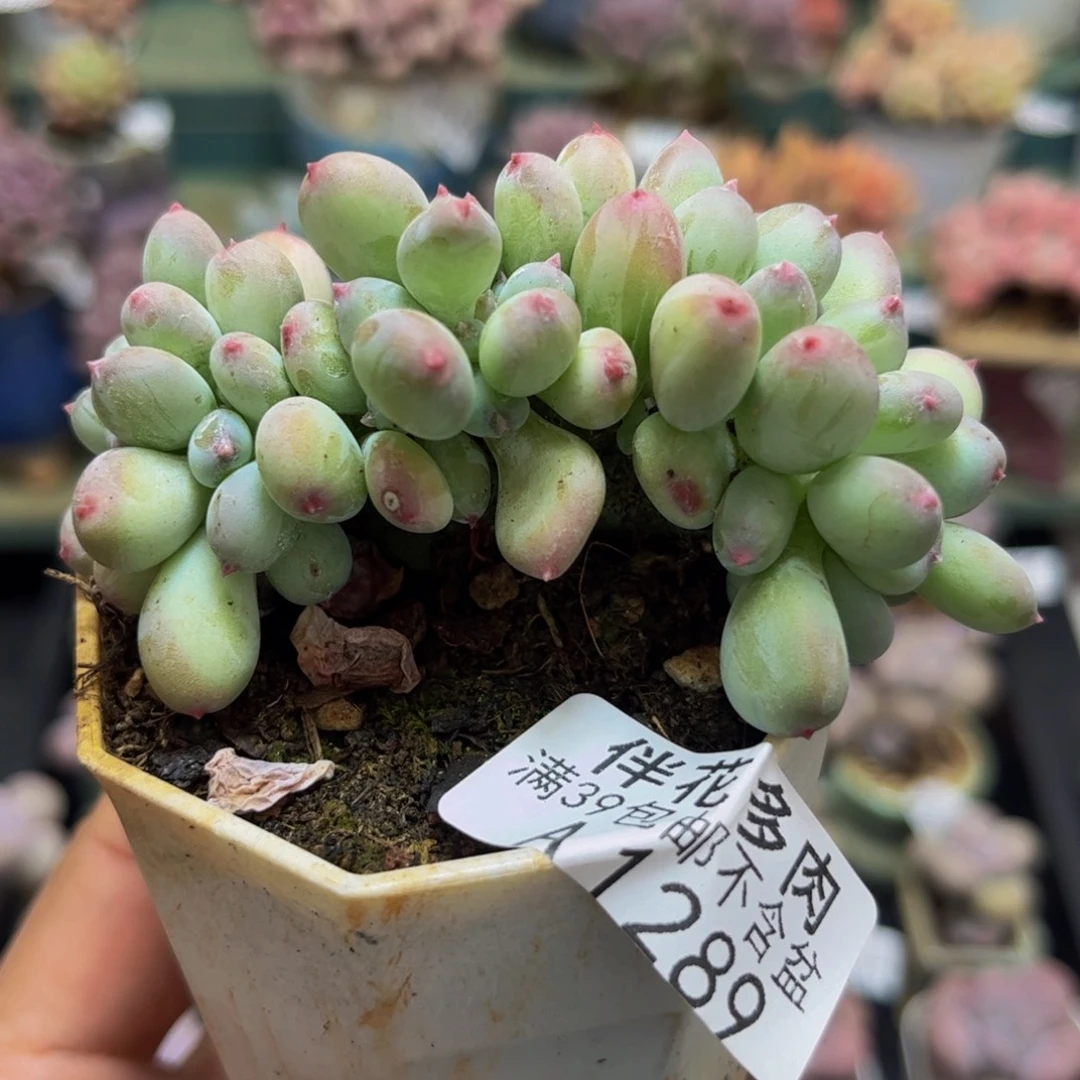 1289苹果奶缀6cm多肉