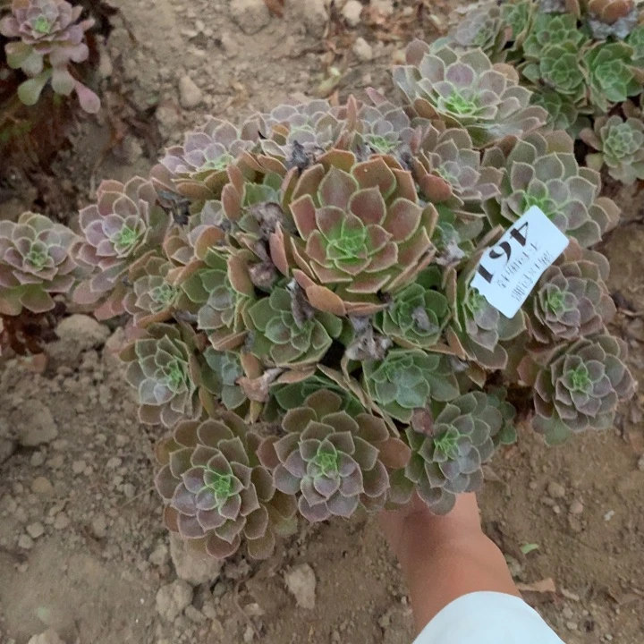 461荷兰玫瑰手捧4号
