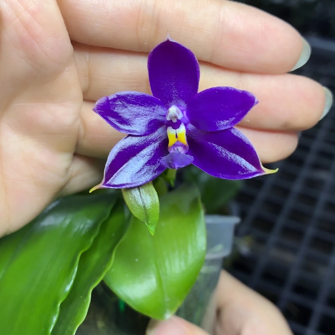 当前无花朵，栽培后可花朵A371yss1230带侧芽