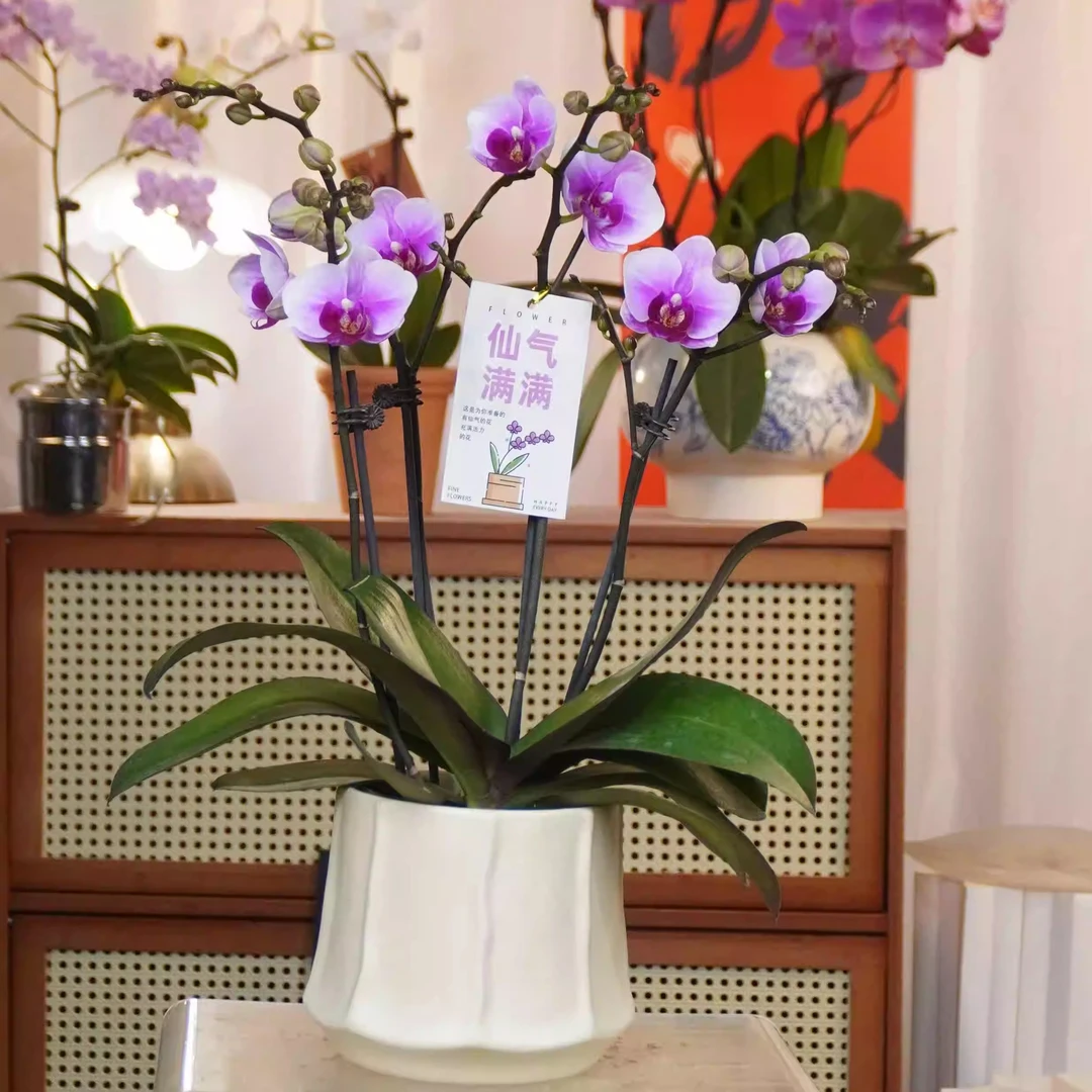 【绝代双骄 】蝴蝶兰组盆客厅书桌摆设带花带花苞基地发货