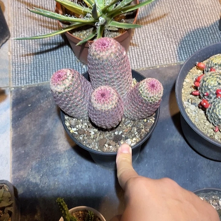 无花朵红太阳仙人球一物一拍