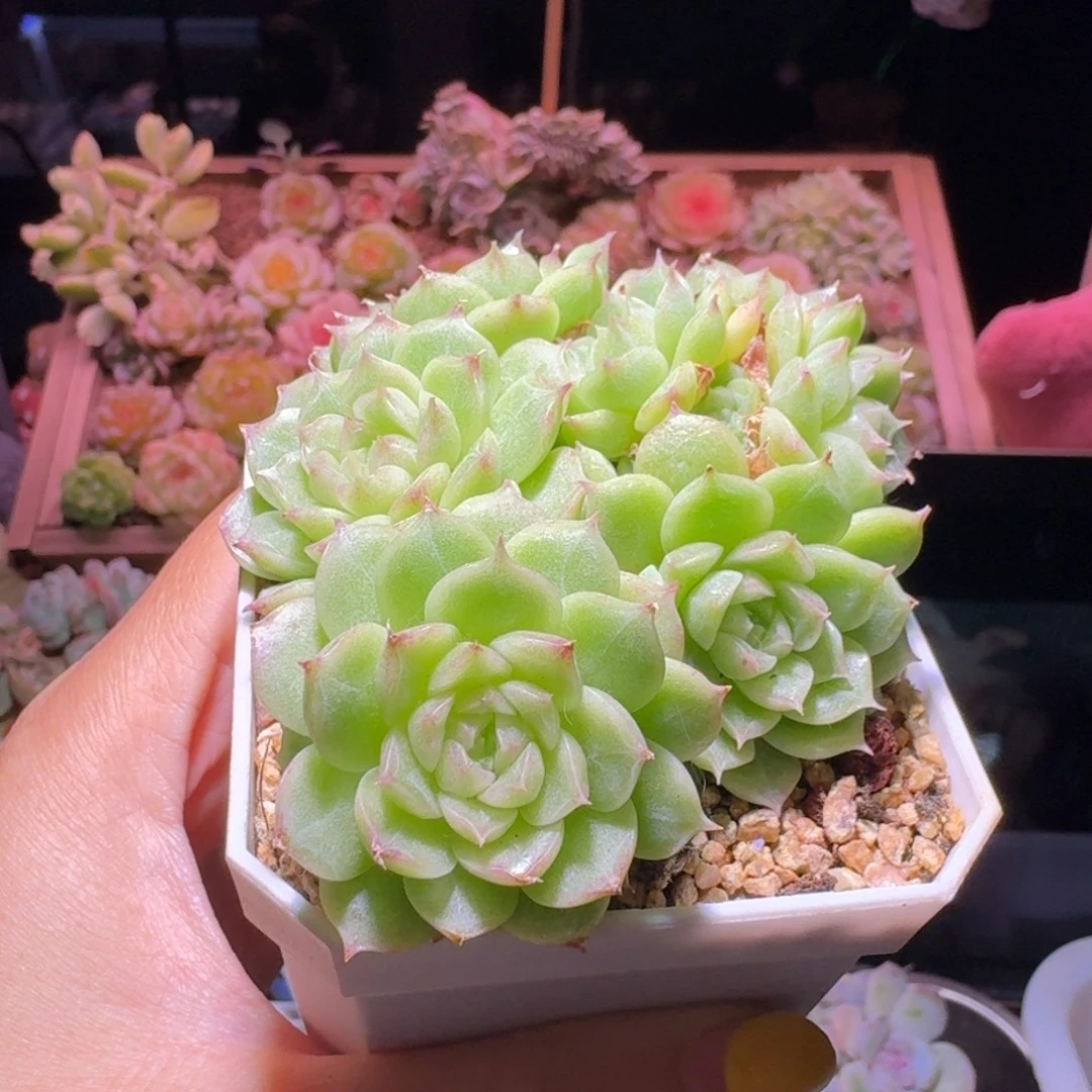 1麦秆群生哈哈哈哈哈哈