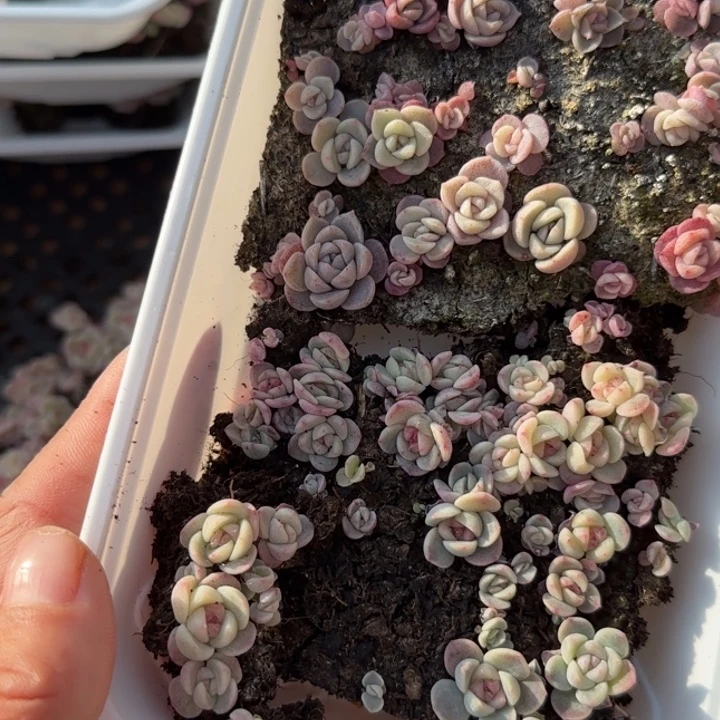 22王者系列混合种播苗一盒