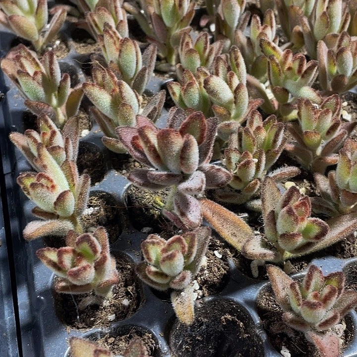 小灰兔1元带土发货