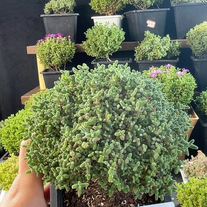 炸炸炸炸蜜桔。