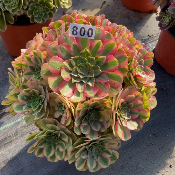 800老庄多肉法师雨荷