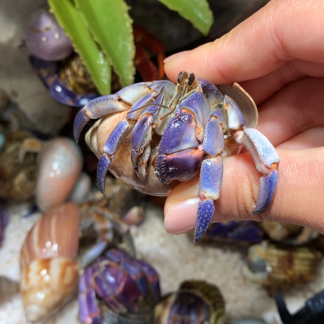 2.6 寄居蟹出售，不退不换4号