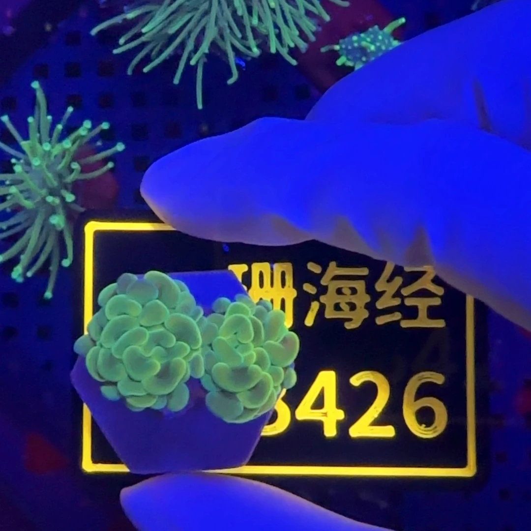 P***k纽扣珊瑚又又不包邮分支榔头B426