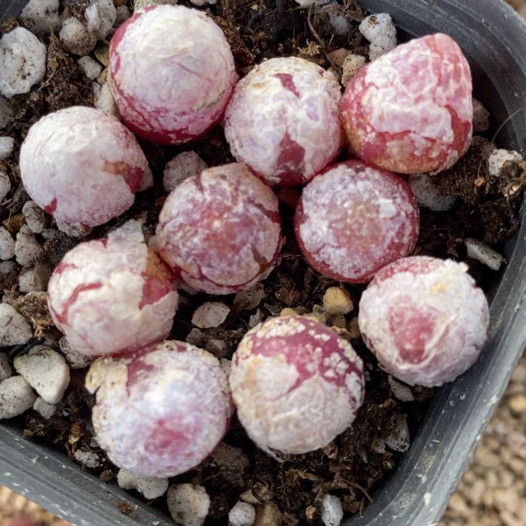 1363红灯泡一组一组