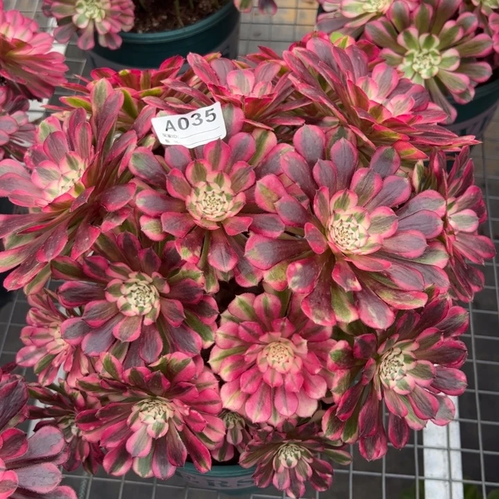 035红铜超白朵朵26厘米左右