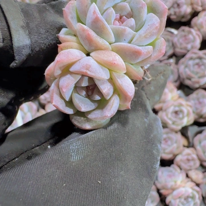 精品无名量拍两颗