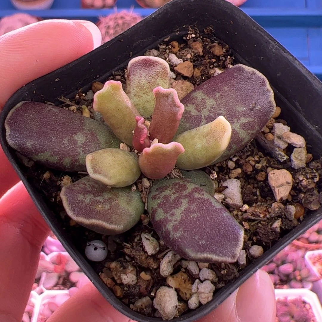 紫库博随机一棵