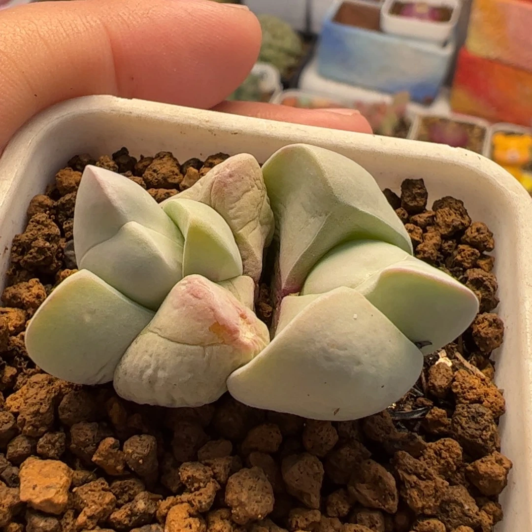 051多肉植物百科