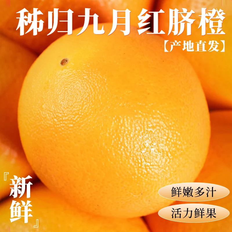 湖北九月红橙4.5斤  新鲜产地现摘现发香甜多汁