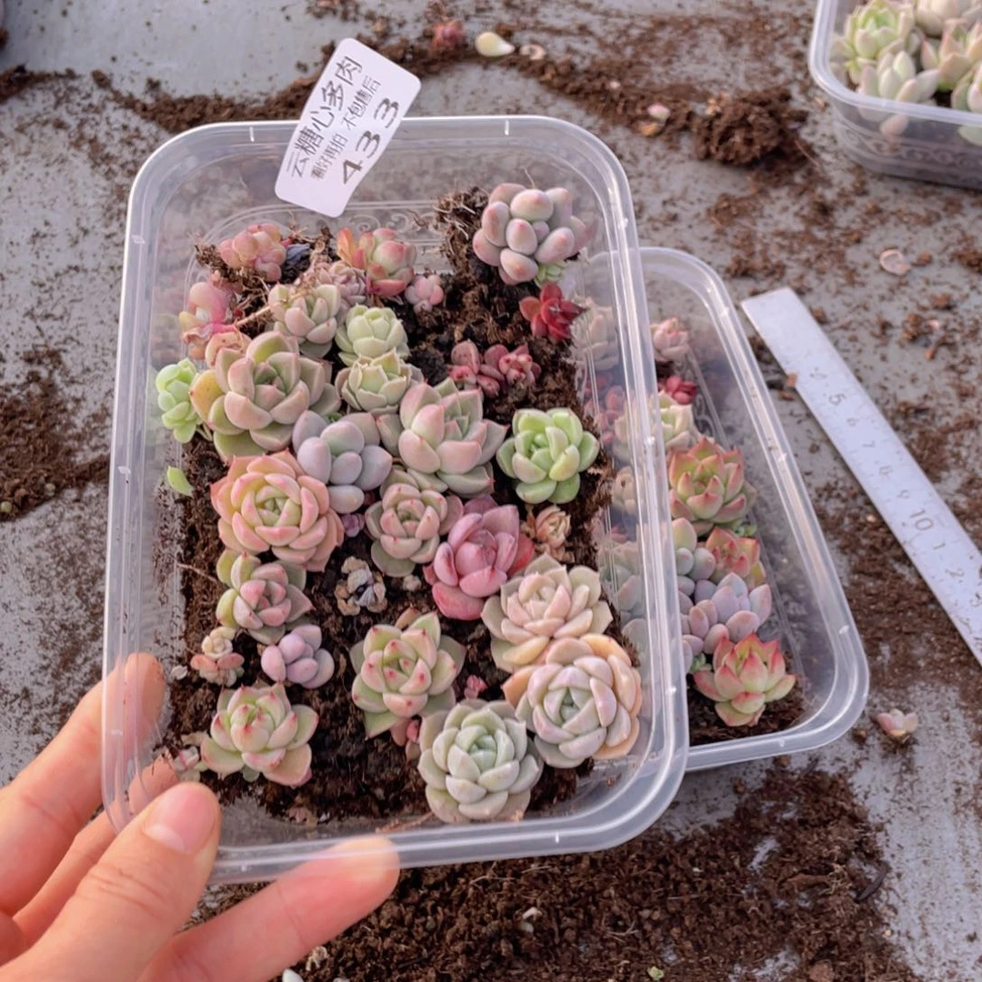 云糖心多肉植物433