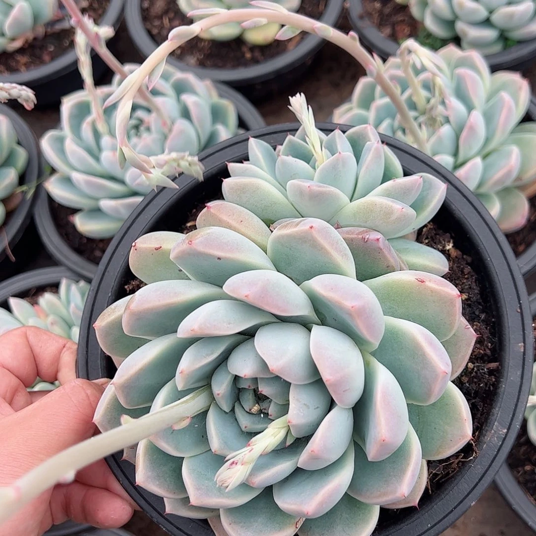 冰山美人大盆双头起