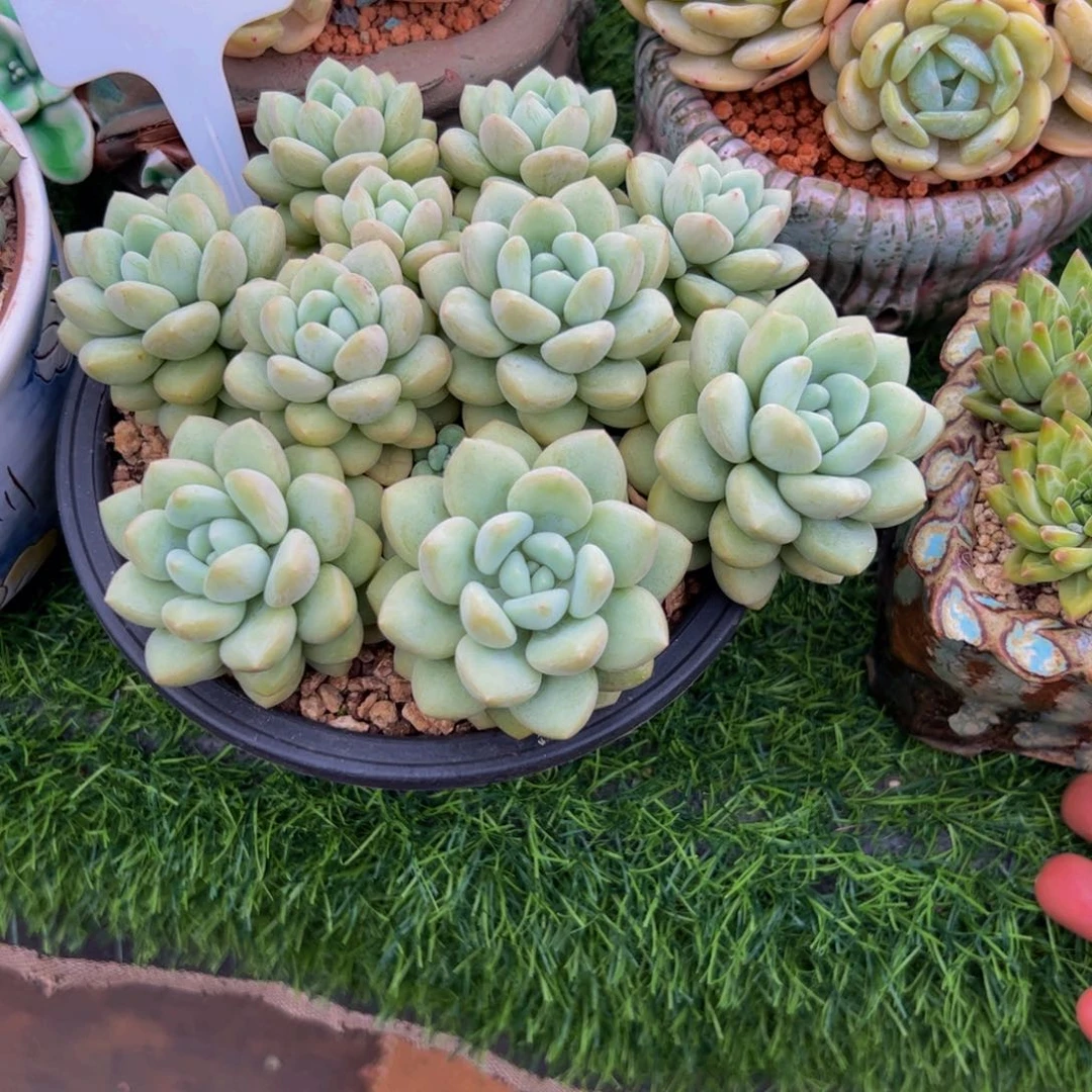 乖***咚泡泡糖手捧花多肉