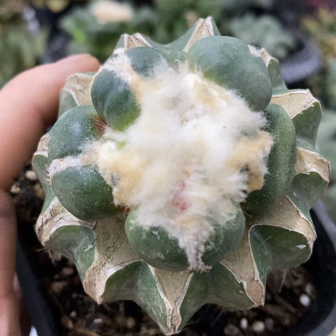 肥*福利福利福利拍拍