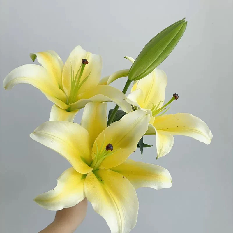 黄天霸香水百合云南基地直发水养鲜花家用装饰