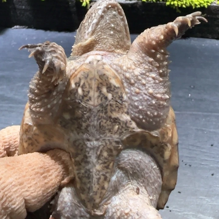 师***了小鳄龟母换指甲不分公母