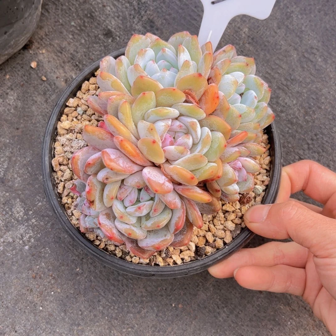 友家多肉一物一拍