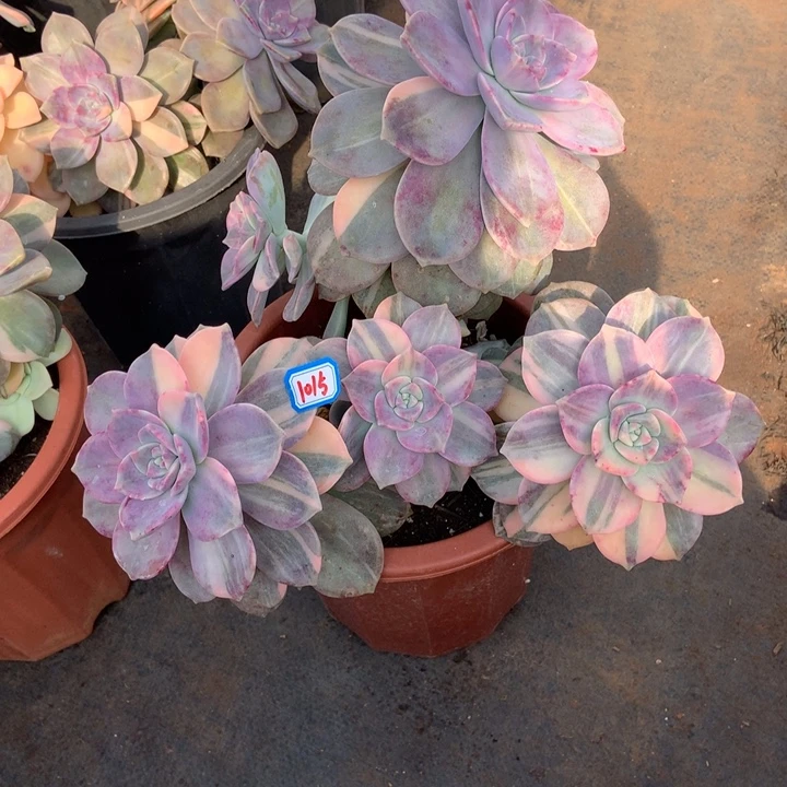 依***旧紫乐锦1015 晓晓一物一拍