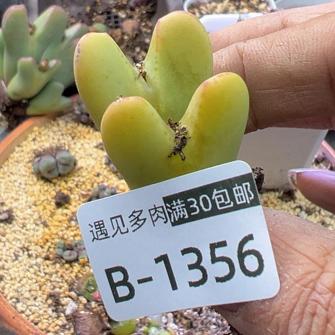 多肉植物1111111111111