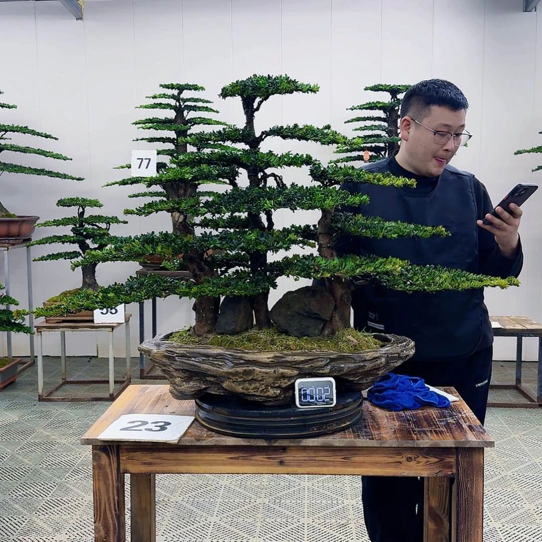 盆景罗汉松造型盆景