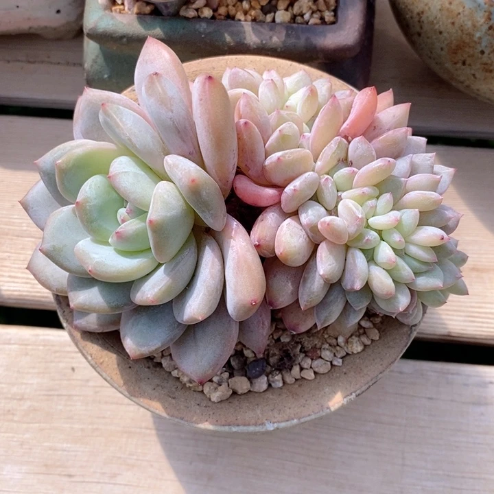 石榴籽缀 韩货精品