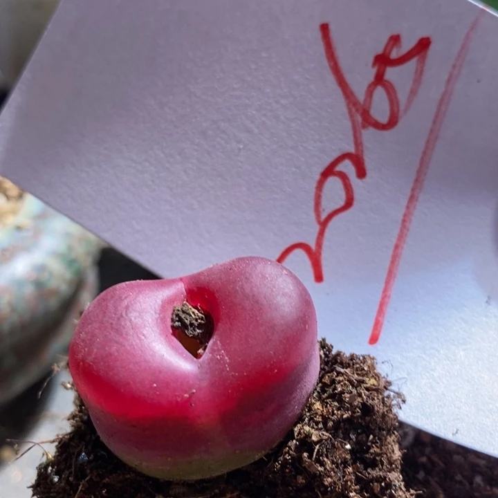 20265一个一个一个