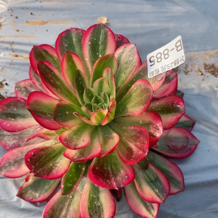 855黑膜锦多肉12345678